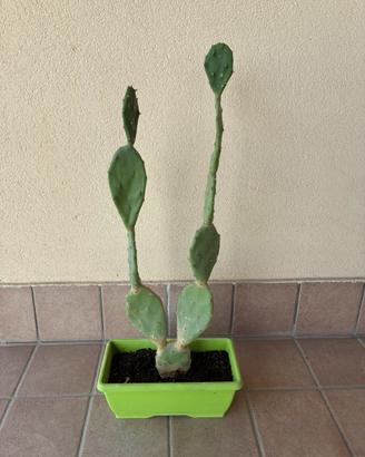 Pianta grassa, altezza 60 cm