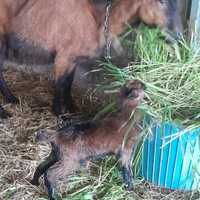 Capretto di pura razza camosciate