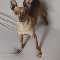 Pincher da accoppiamento