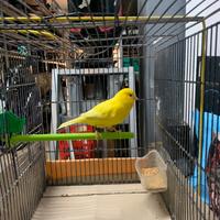 Canarino maschio giallo intenso