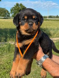 Cuccioli di rottweiler con pedigree