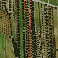 Terreno agricolo 1 classe con 32 uliveti o taglio