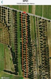 Terreno agricolo 1 classe con 32 uliveti o taglio