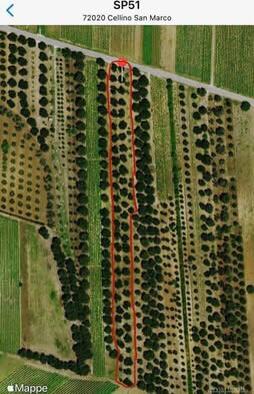 Terreno agricolo 1 classe con 32 uliveti o taglio