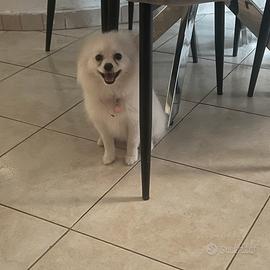 Spitz Pomerania