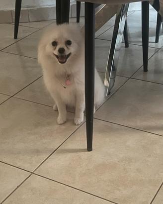 Spitz Pomerania
