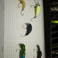 Crank Trout area lotto 2