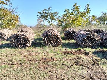 Legna fina per pizzerie