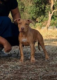 Pitbull UKC 