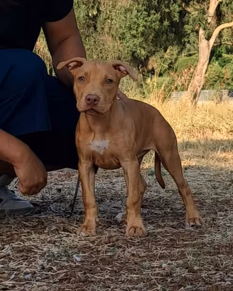 Pitbull UKC 