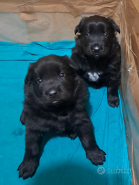 Cuccioli belga groenendael