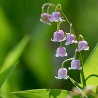 2 rizomi si mugetto rosa, convallaria rosea