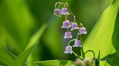 2 rizomi si mugetto rosa, convallaria rosea