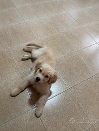 Golden retriever no pedigree