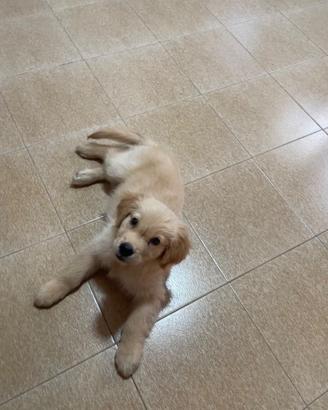 Golden retriever no pedigree