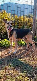 Cagnolino sordo, 15 kg, abbandonato in strada solo
