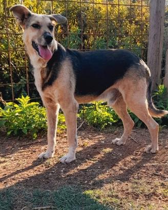 Cagnolino sordo, 15 kg, abbandonato in strada solo