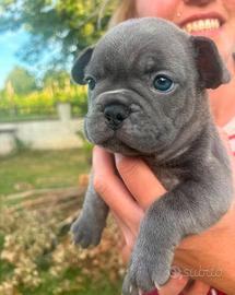 Bulldog francese