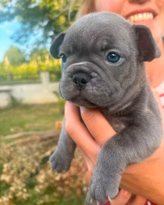 Bulldog francese