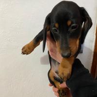 Bassotto nano tedesco