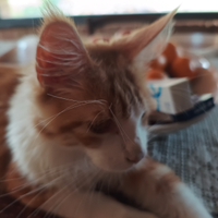 Cuccioloni di Maine coon