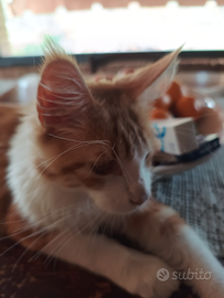 Cuccioloni di Maine coon