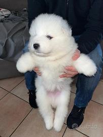Cuccioli cane samoiedo pedigree