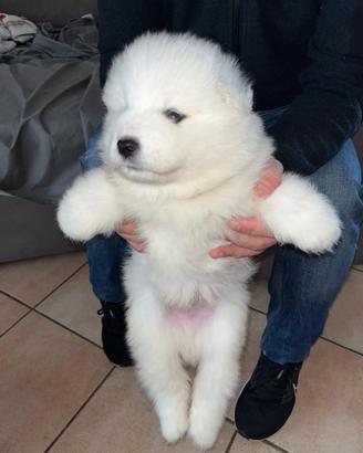 Cuccioli cane samoiedo pedigree