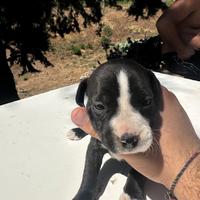 Cuccioli pit bull