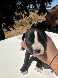 Cuccioli pit bull