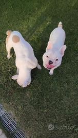 bulldog francese