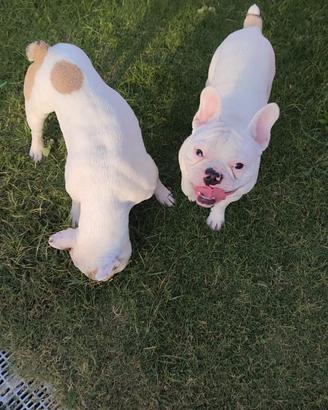 bulldog francese