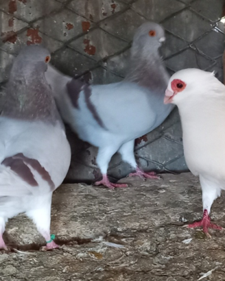 Colombe cravattati italiani o reggianino