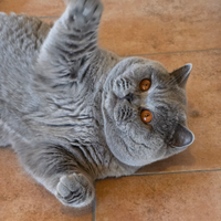 British shorthair blue disponibile per accoppiamen