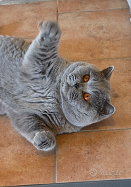 British shorthair blue disponibile per accoppiamen