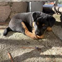 Cuccioli di meticcio