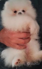 Spitz di Pomerania