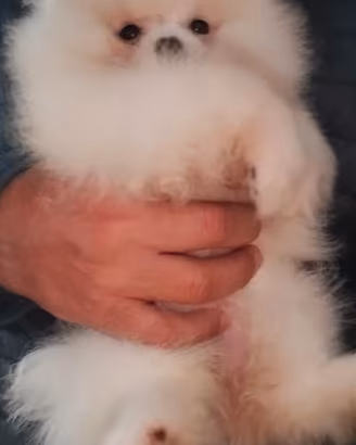 Spitz di Pomerania