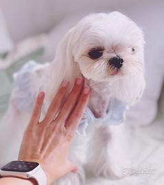 Maltese coreana 3 anni femmina