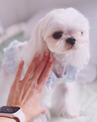 Maltese coreana 3 anni femmina