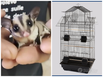 Petauro dello zucchero+ gabbia 1 metro + sacca