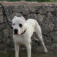 Dogo argentino per monta