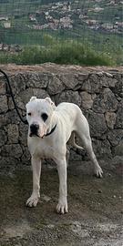 Dogo argentino per monta