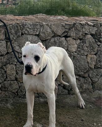 Dogo argentino per monta