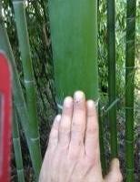 Bamboo, Bambu gigante canne, piantine ed oggetti