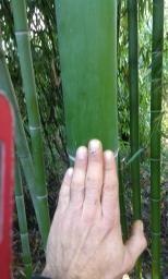 Bamboo, Bambu gigante canne, piantine ed oggetti