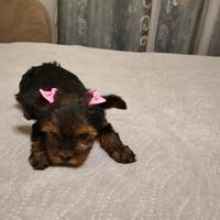 Yorkshire Terrier toy