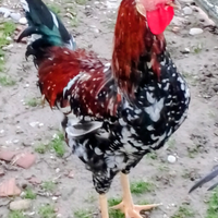 Galli di razza Millefiori di Lonigo