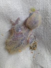 Inseparabili da imbecco