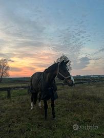 Cavallo sella italiano 8 anni